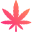 Cannabis Shop with Wide Selection in the Europe