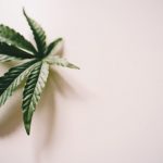 Marijuana store in Netherlands
