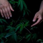 Marijuana store in Catania