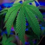 Buy hashish in Bologna