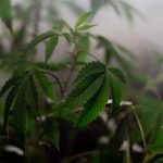 Buy hashish in Plovdiv