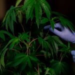 Buy THC cannabis in Kaunas