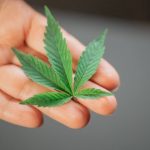 Buy hashish in Amsterdam