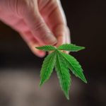 Cannabis shop in Venezia