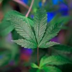 Marijuana delivery in Palermo