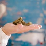 Buy THC marijuana in Netherlands