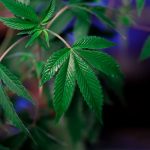 Cannabis delivery in Pardubice