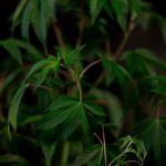 Buy the weed in Sofia