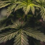 Marijuana store in Marbella