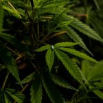 Marijuana store in Saint-Tropez