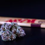 Cannabis store in Timisoara