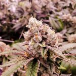Buy marijuana in Varna