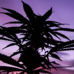 Buy cannabis in Montpellier
