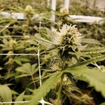 THC weed in Hungary