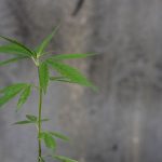 Marijuana store in Vienna