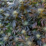 Marijuana delivery in Monaco