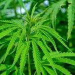 Marijuana delivery in Salzburg