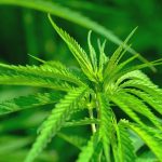 Buy hashish in Zaragoza