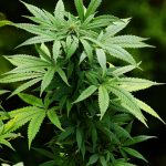 Buy THC cannabis in Marbella