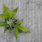 Buy cannabis in Bari