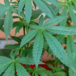 Marijuana shop in Zurich
