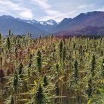 Marijuana delivery in Luzern